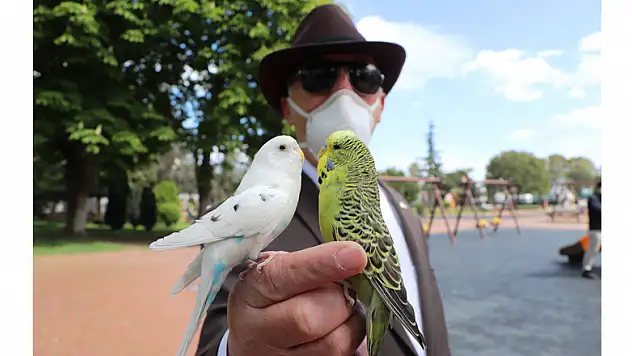 Her yere muhabbet kuşları 'Süslü' ve 'Beyaz' ile gidiyor