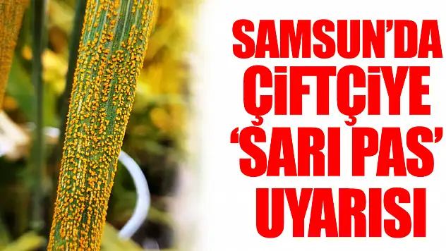 Samsun'da çiftçiye 'sarı pas' uyarısı