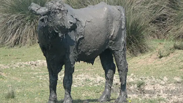 'Çamurdan manda' Vali Kaymak'ın objektifine yakalandı