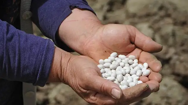 Türkiye'de sadece burada yetişiyor, pazara inmeden tarlada satılıyor   