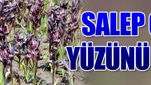Salep çiftçinin yüzünü güldürdü 