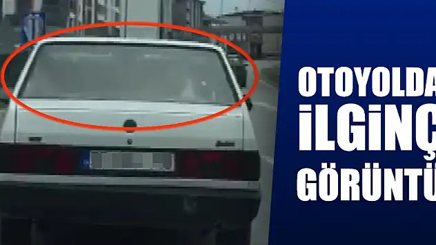 Arabanın arka koltuğunda inek taşıdı 