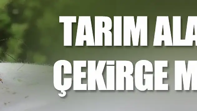 Tarım alanlarında çekirge mücadelesi   
