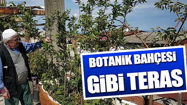 Botanik bahçesi gibi teras: 183 kök meyve var  