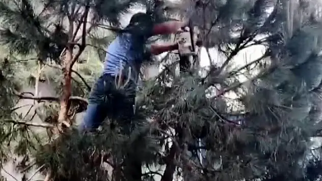 Ağaçta mahsur kalan kediyi vatandaş kurtardı     