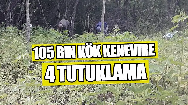 105 bin kök kenevire 4 tutuklama
