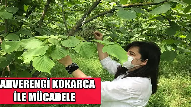 Kahverengi kokarcayla mücadele