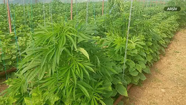 Jandarma 315 kök Hint keneviri ele geçirdi