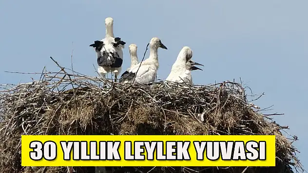 30 yıllık leylek yuvası görenlerin ilgi odağı oluyor