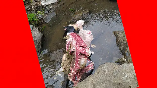 Aç kurtlar danayı yedi