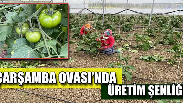  ÇARŞAMBA OVASINDA ÜRETİM ŞENLİĞİ