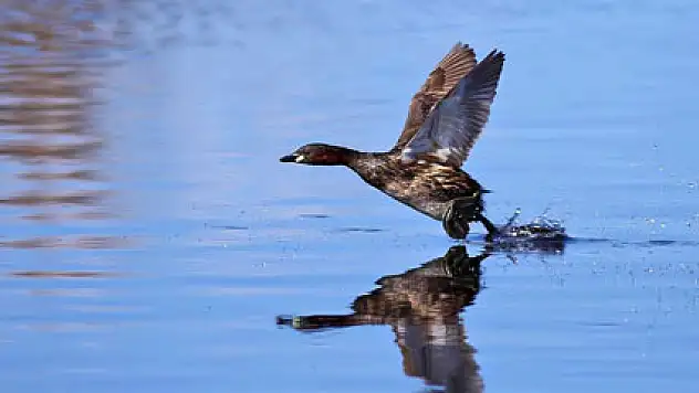 Dünya mirası Kızılırmak Deltası ziyaretçilerini bekliyor