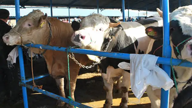 Samsun'daki hayvan pazarları açıldı