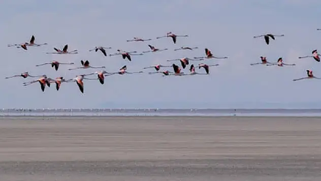 Doğa harikası Tuz Gölü'nde yavru flamingo şöleni
