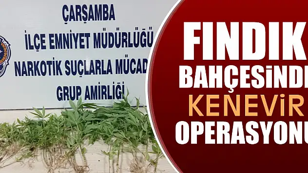 Fındık bahçesinde kenevir operasyonu