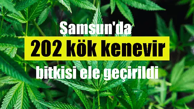 Samsun'da 202 kök kenevir bitkisi ele geçirildi