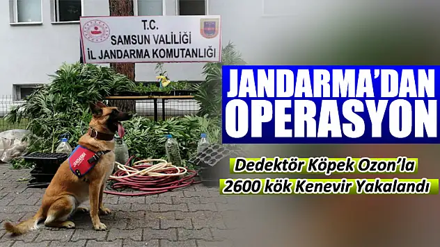 Salıpazarı Jandarma'dan operasyon