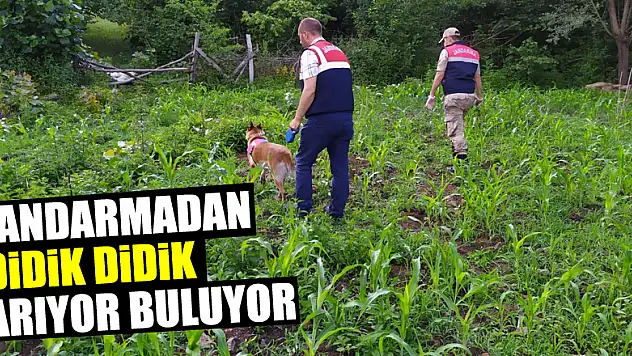 Jandarmadan didik didik arıyor buluyor