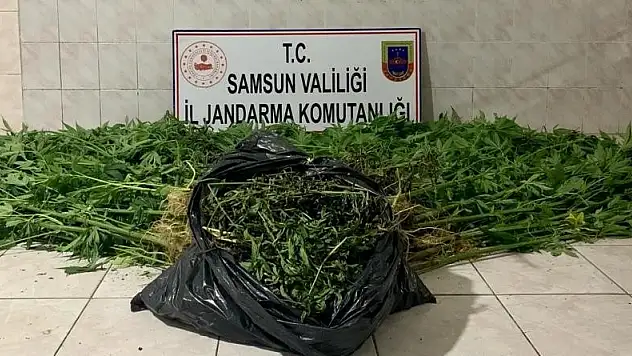 Kenevir yetiştiren 2 şahıs suçüstü yakalandı 