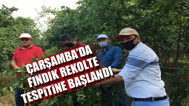 Çarşamba'da fındık rekolte tespitine başland