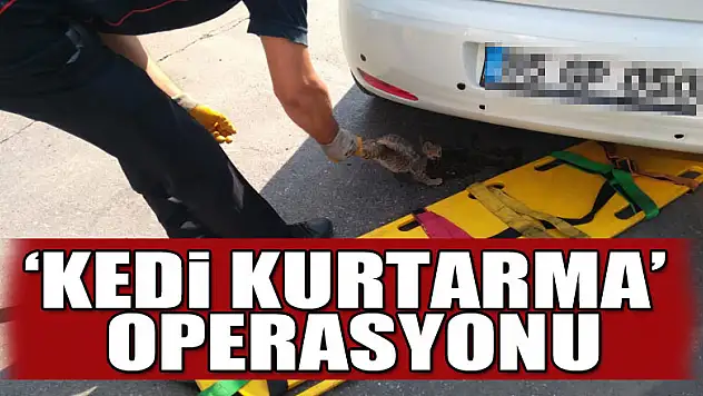 'Kedi kurtarma' operasyonu