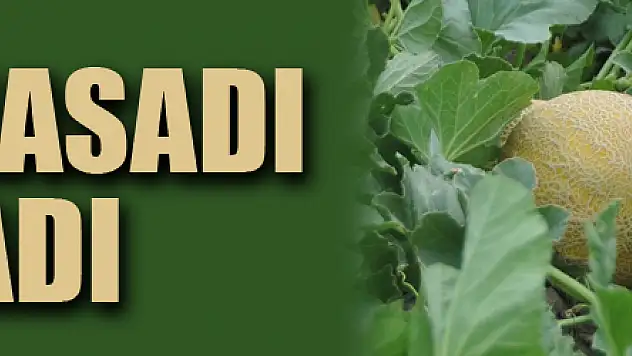 Bafra Ovası'nda 'kavun' hasadı başladı