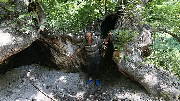 Define bulmak için 700 yıllık çınarı talan edip yaktılar