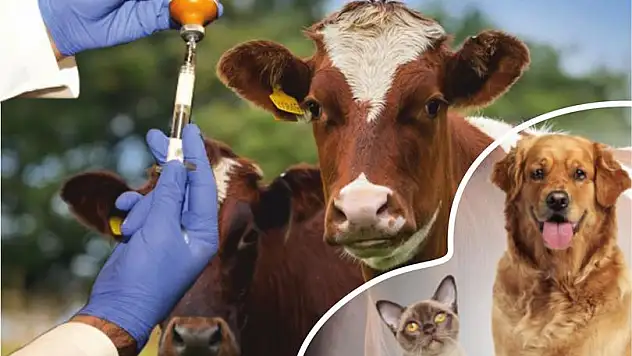 Samsun'da 372 bin hayvan aşılandı 