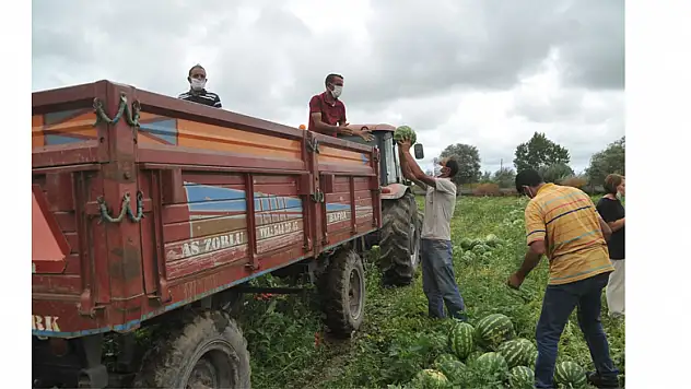 Bafra Ovası'nda erkan karpuz kesimine geçit yok