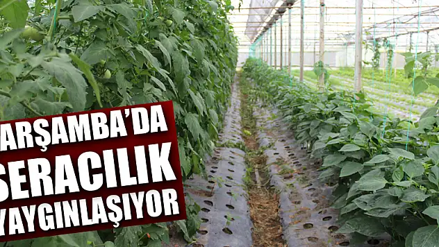 Çarşamba'da Seracılık yaygınlaşıyor