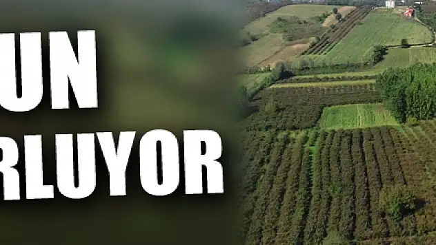 Samsun tarımsal üretimde zirveyi zorluyor