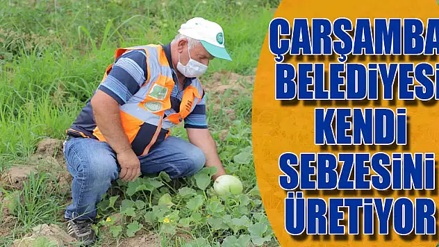 Çarşamba Belediyesi Kendi Sebzesini Üretiyor