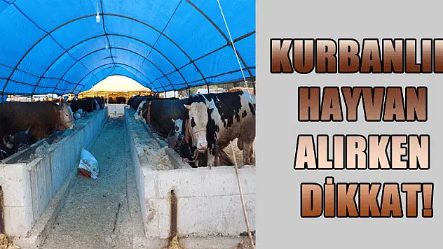 Kurbanlık Hayvan Alırken Dikkat!