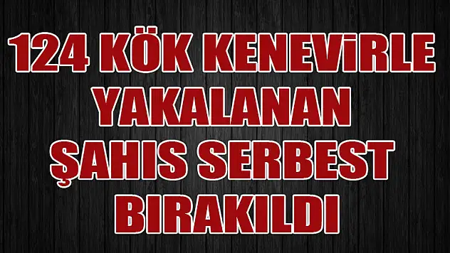 Samsun'da 124 kök kenevirle yakalanan şahıs serbest bırakıldı