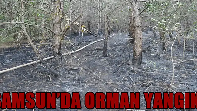 Samsun'da orman yangını
