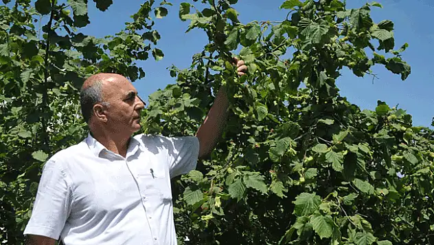 Fındık üreticileri fiyattan memnun