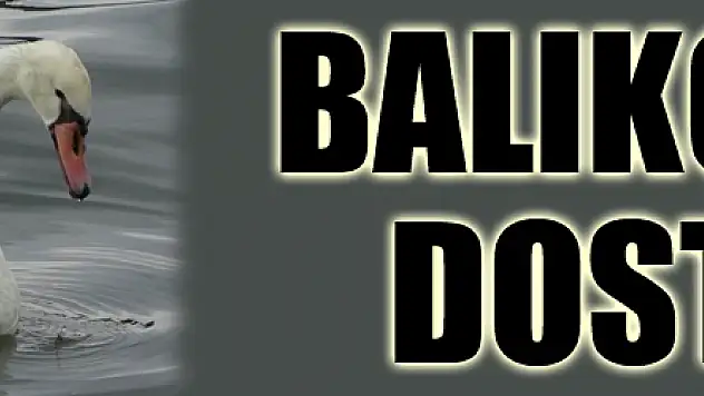 Kuğu ile balıkçıların dostluğu