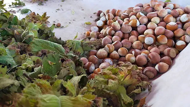 Taze fındık 25 lira