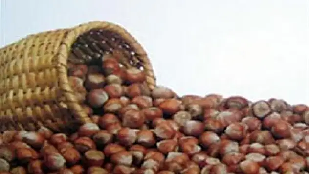 Samsun'un fındık üretim rekoltesi düşecek