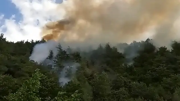 Bafra ilçesinde orman yangını