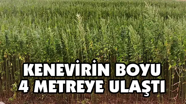 Kenevirin boyu 4 metreye ulaştı