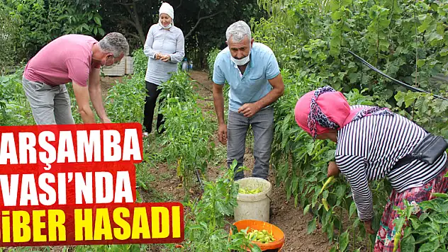 Çarşamba Ovası'nda biber hasadı