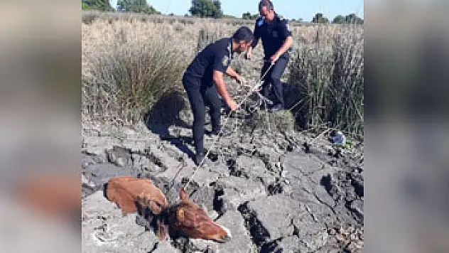 Çamura saplanan 'tay' kurtarıldı