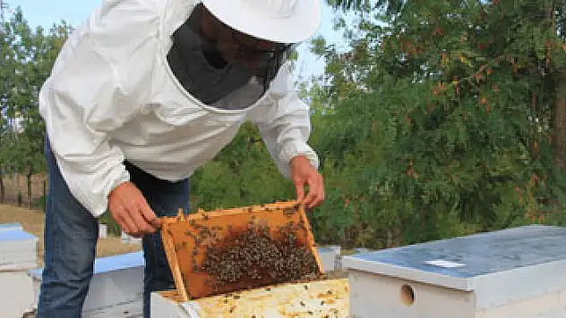 OMÜ Ziraat Fakültesi bin 900 kilo katkısız bal üretti
