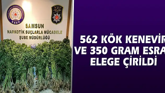 Bafra'da 562 kök kenevir ve 350 gram esrar ele geçirildi