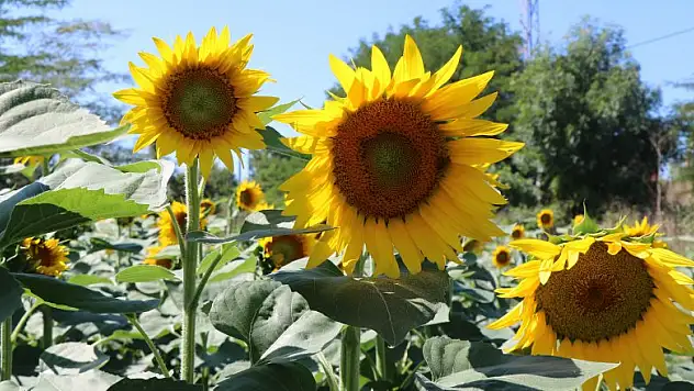 Eylül ayında sapsarı ayçiçeği tarlası 
