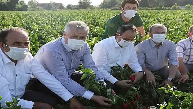 Bafra Ovası 'damla sulama' yöntemine geçti