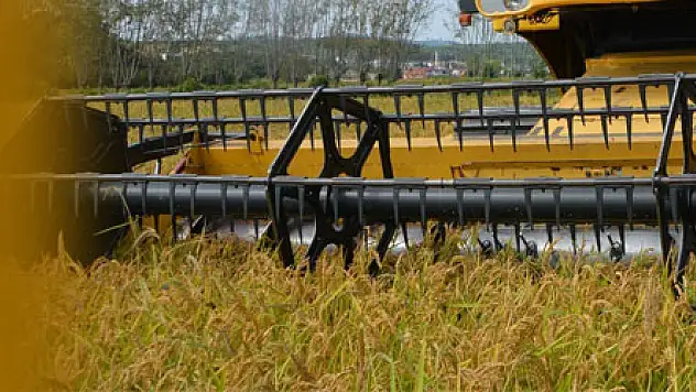 19 Mayıs'ta çeltik hasadı başladı