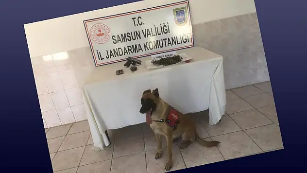 Bafra'da jandarma uyuşturucuya geçit vermiyor