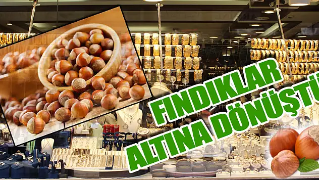 FINDIKLAR ALTINA DÖNÜŞTÜ